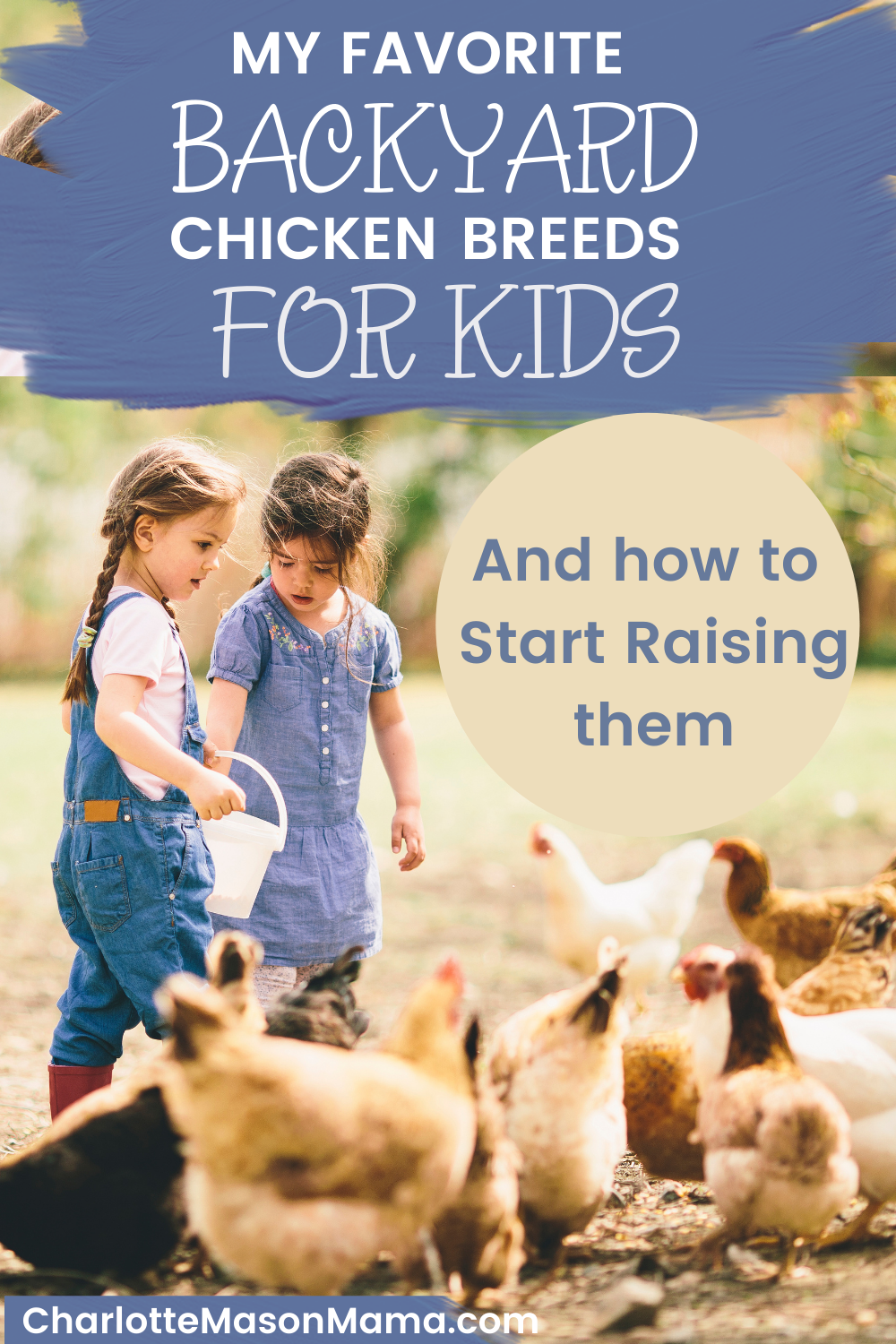 My Favorite Backyard Chicken Breeds for Kids